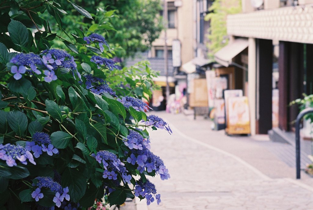 フィルムカメラで金沢ぶらぶら　坂と紫陽花