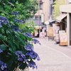 フィルムカメラで金沢ぶらぶら　坂と紫陽花
