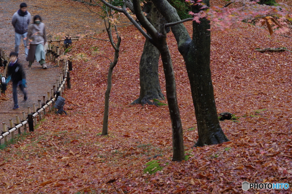 雨に濡れる晩秋の兼六園 (20)