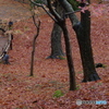 雨に濡れる晩秋の兼六園 (20)