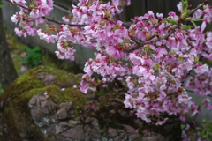 古い屋敷　入口にあった桜