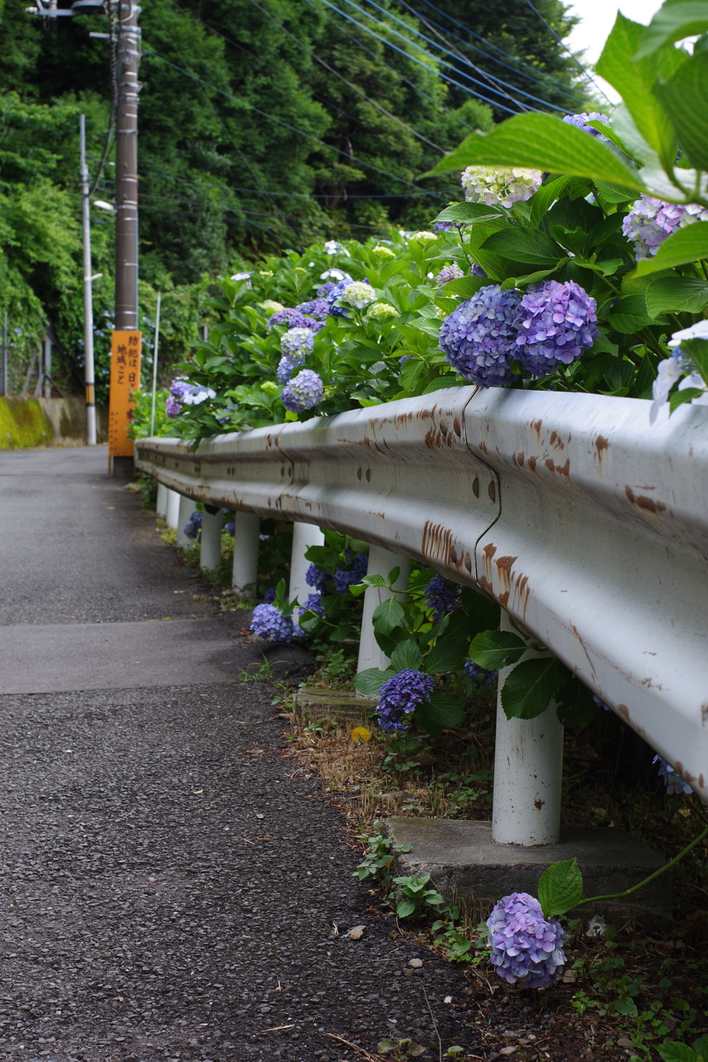 妙楽寺 紫陽花寺