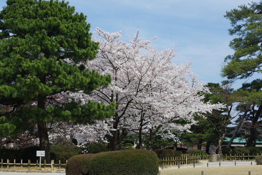 2020 兼六園　花を愛でる ペトリ50mm f1 (3)