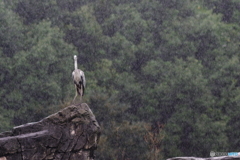 大雨の中待ち伏せするアオサギ