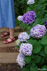 イングリッシュガーデン 紫陽花 