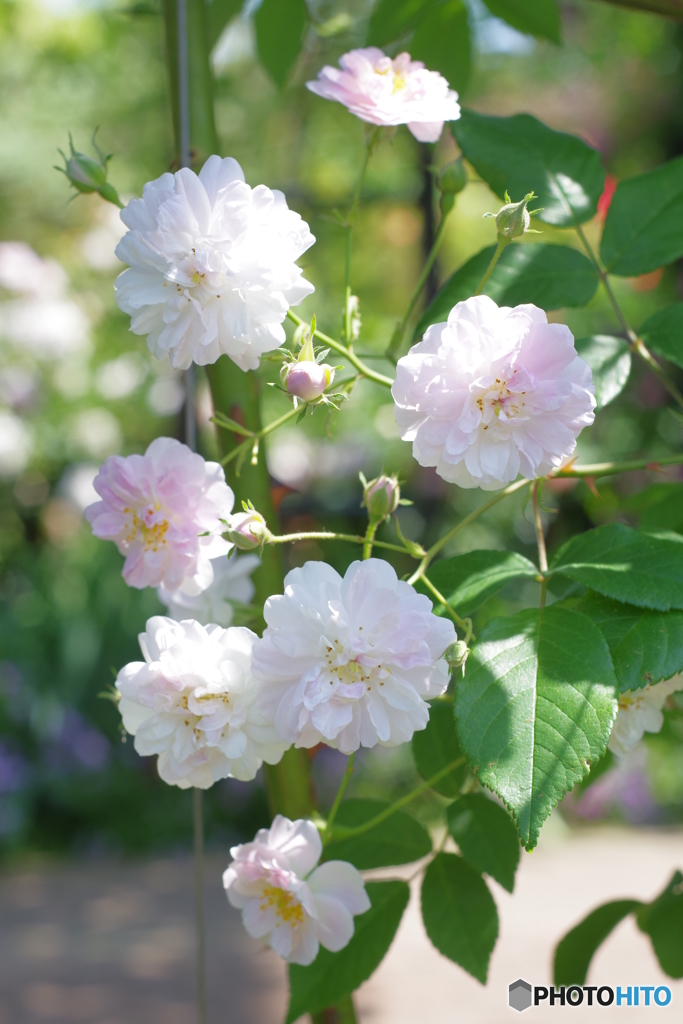 イングリッシュガーデン petri 50mm f1.7 小さな薔薇
