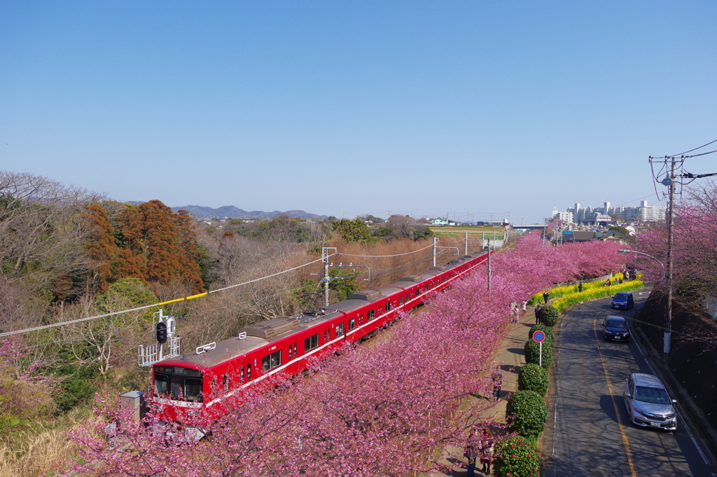 DA 11-18mm f2.8 試し撮り 電車と桜並木