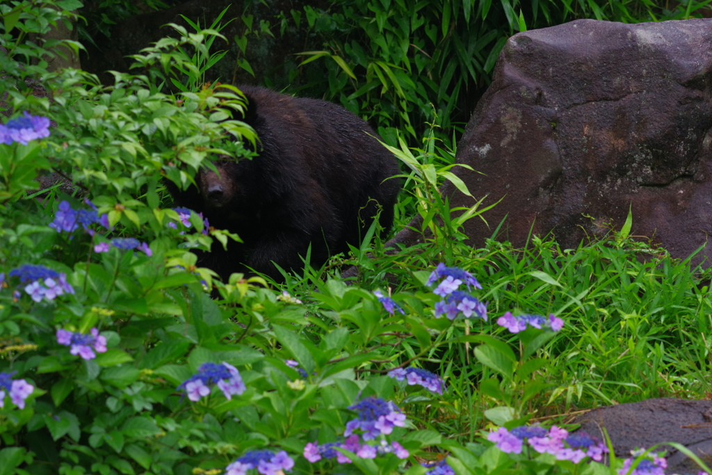 雨のズ－ラシア クマと紫陽花と雨