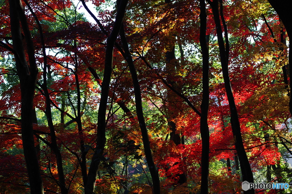生田緑地 紅葉 31mm (14)