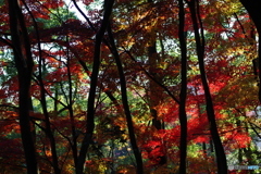 生田緑地 紅葉 31mm (14)