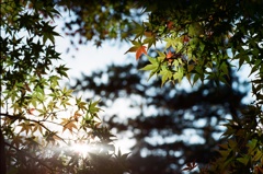 紅葉しかけのもみじ (フィルム)