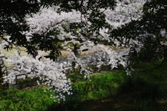 兼六園 桜 (68)