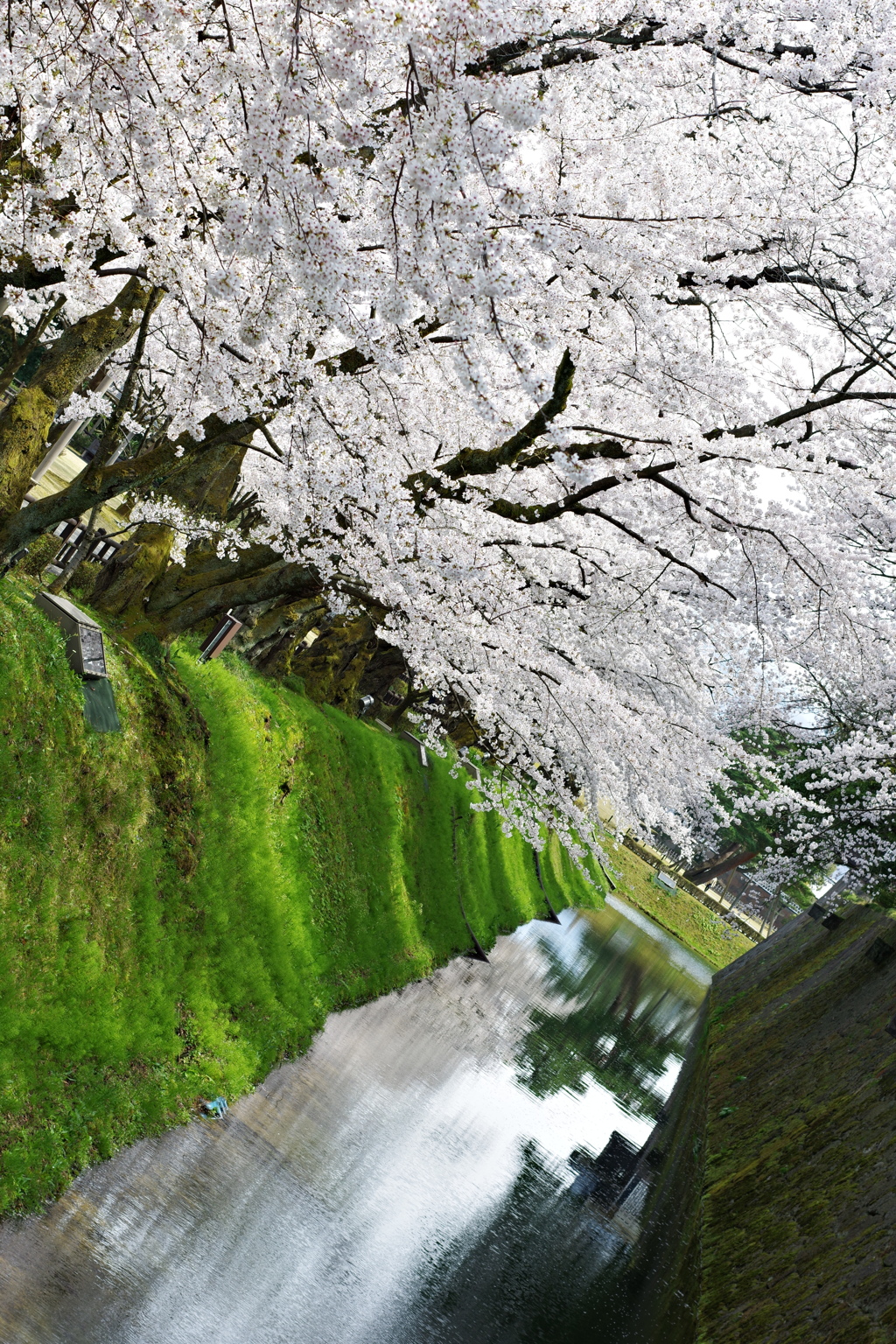 兼六園 桜 (61)