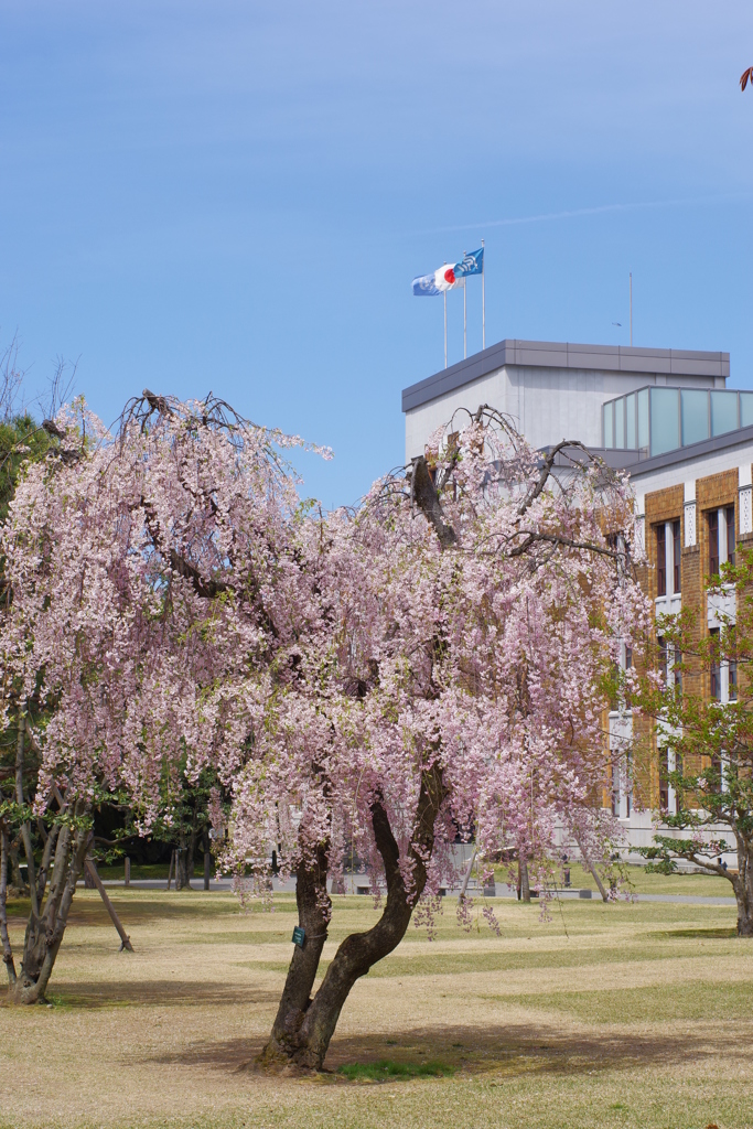 オールドレンズで散歩　しだれ桜・・・でいいかな