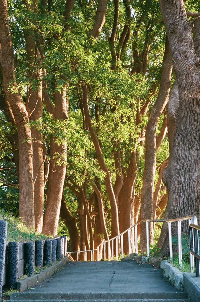 近所をぶらぶら(フィルム)