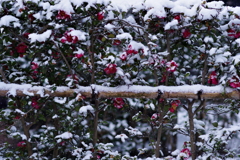 雪の兼六園 花と雪