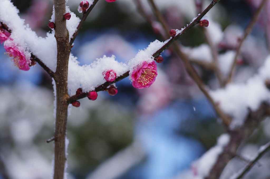 雪の兼六園 梅と雪と (7)