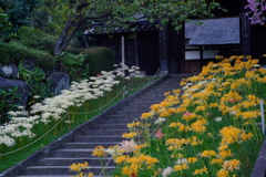 西方寺　彼岸花