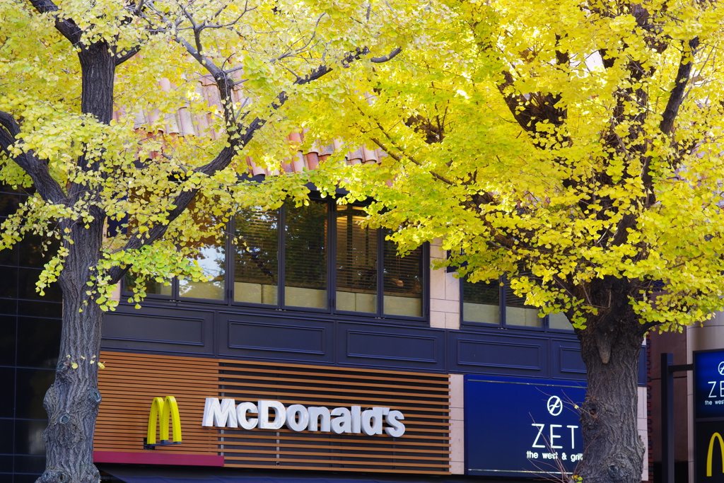 イチョウとマクドナルド