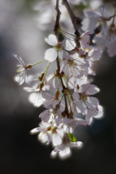 試し撮り pentax smc 85mm f2.2 soft focus