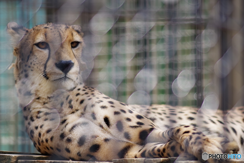 東武動物公園 ムクッっと起きるチーター