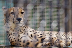 東武動物公園 ムクッっと起きるチーター