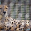 東武動物公園 ムクッっと起きるチーター