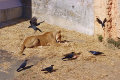 多摩動物公園 ライオンとカラス　見事餌をゲット