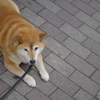 落ち着いてるわんこ
