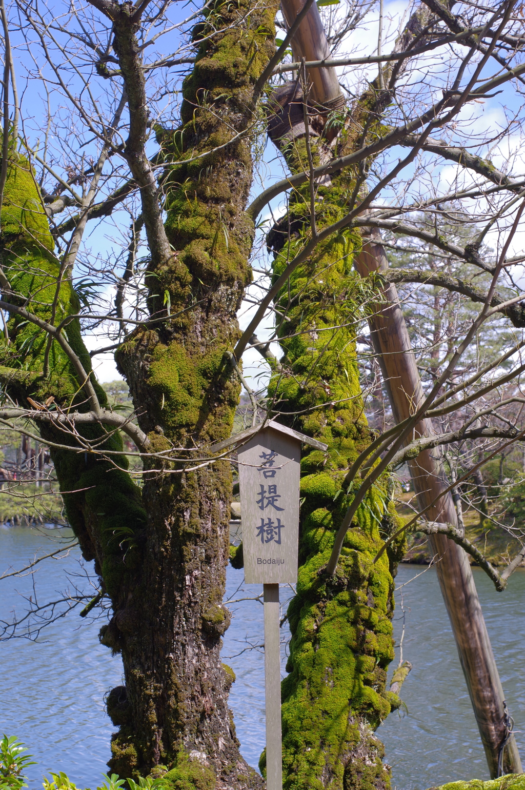 金沢 兼六園 菩薩樹