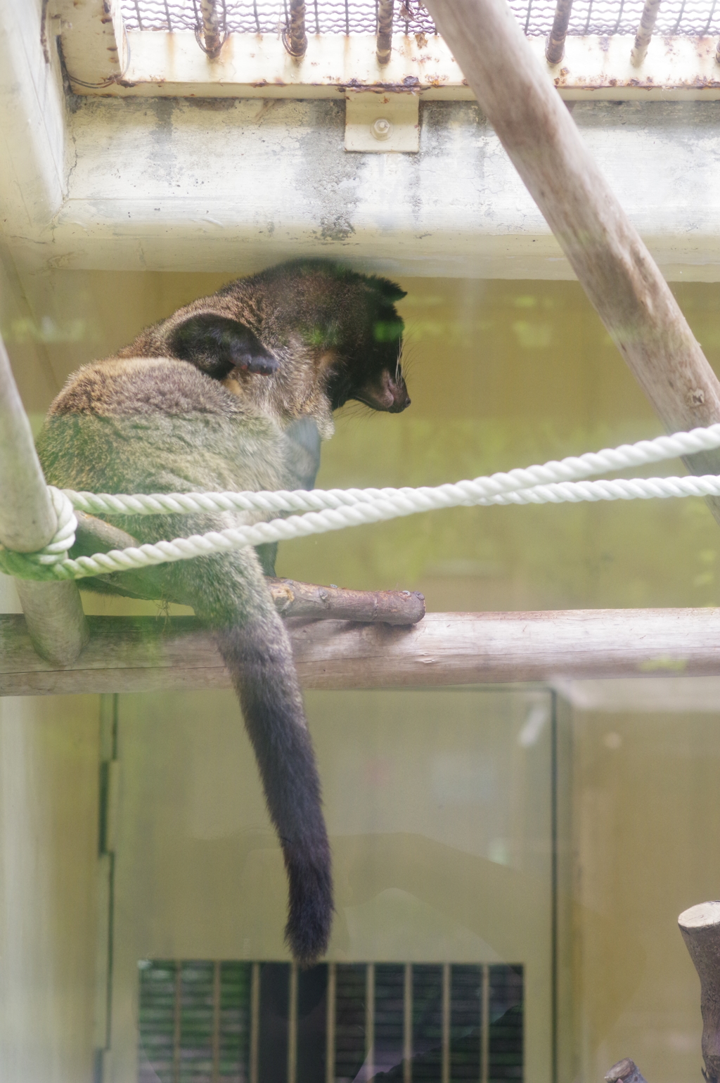 高岡城後にあった小さな動物園　丸々太ってる