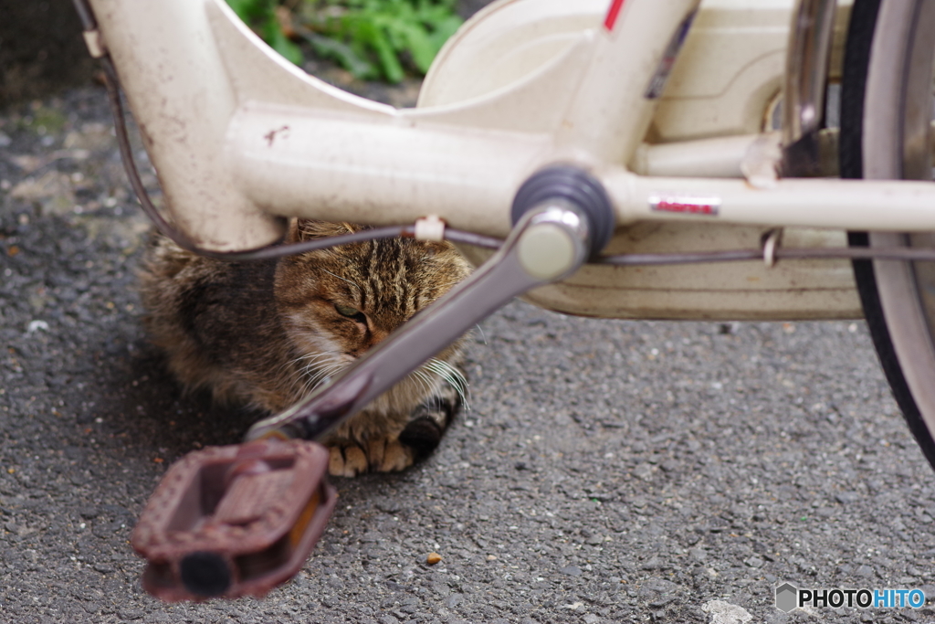 野良猫 警戒心が強い