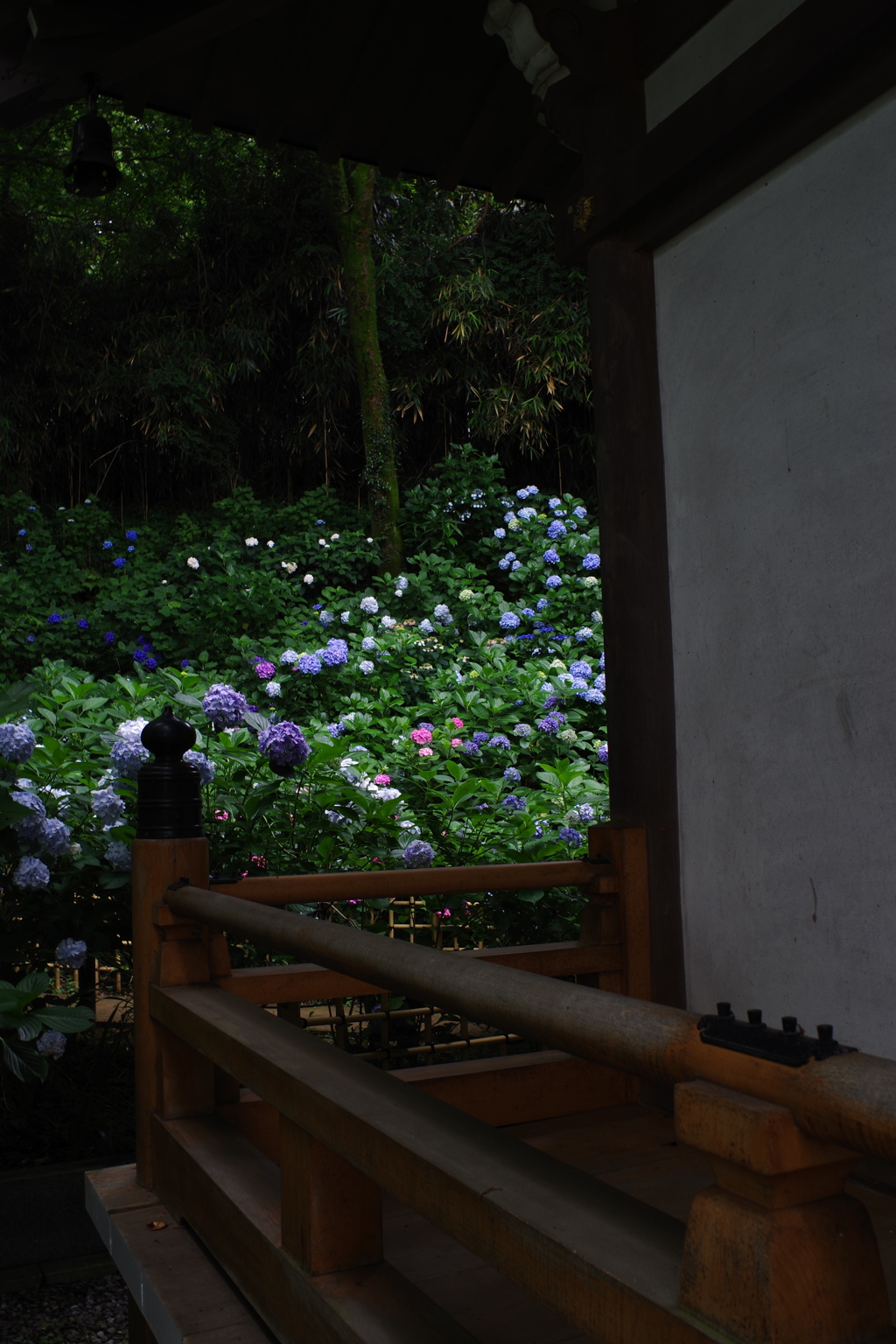 妙楽寺 紫陽花だらけ