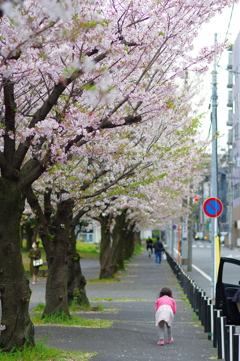 20200405 桜散歩 (27)