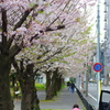 20200405 桜散歩 (27)