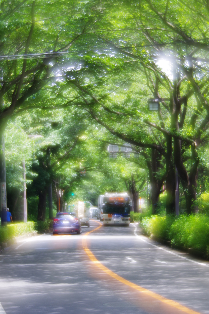 並木道