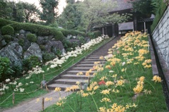 フィルム 西方寺 彼岸花の道