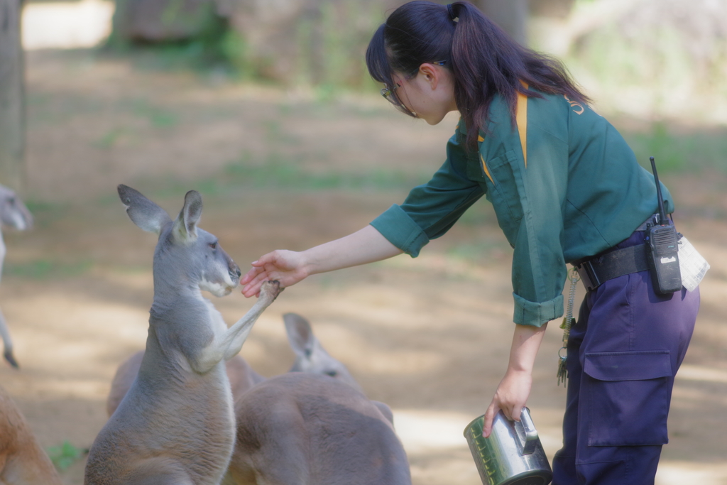 ズ－ラシア カンガルー　握手