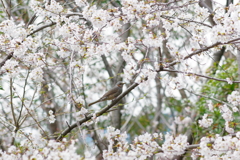 大井町埠頭公園 桜と鳥