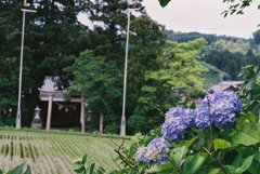 フィルムカメラで金沢ぶらぶら 紫陽花と鳥居