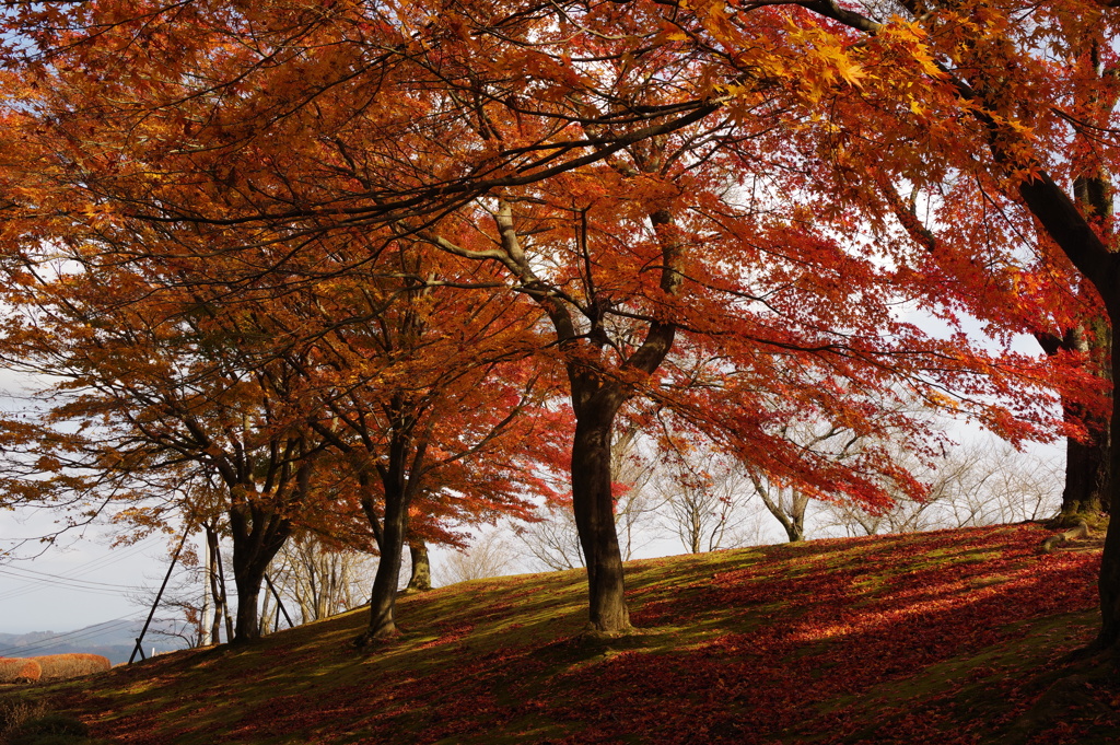 小矢部　紅葉