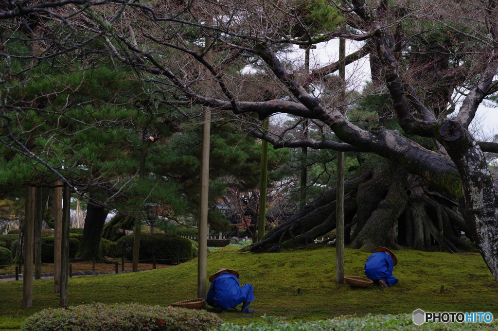 雨に濡れる晩秋の兼六園 (10)