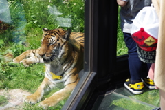 いしかわ動物園 見やすいつくり