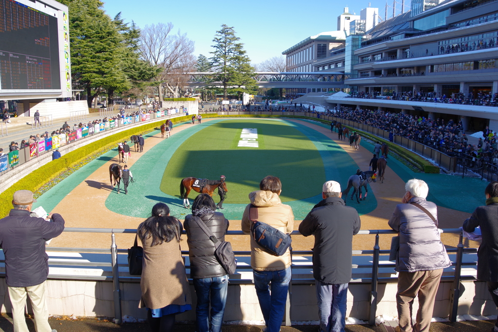 東京競馬場 パドック
