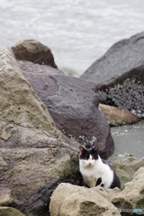 大井町ふ頭中央海浜公園　野良猫撮り (2)