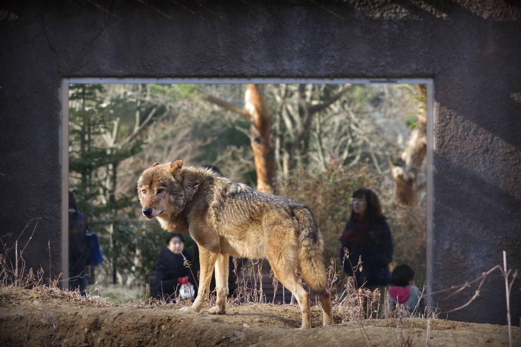 狼さん