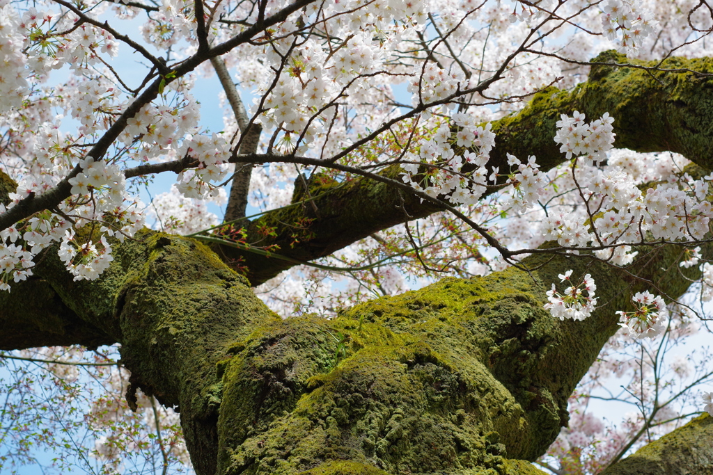 兼六園 桜 (65)