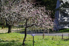富山植物公園 梅