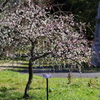 富山植物公園 梅