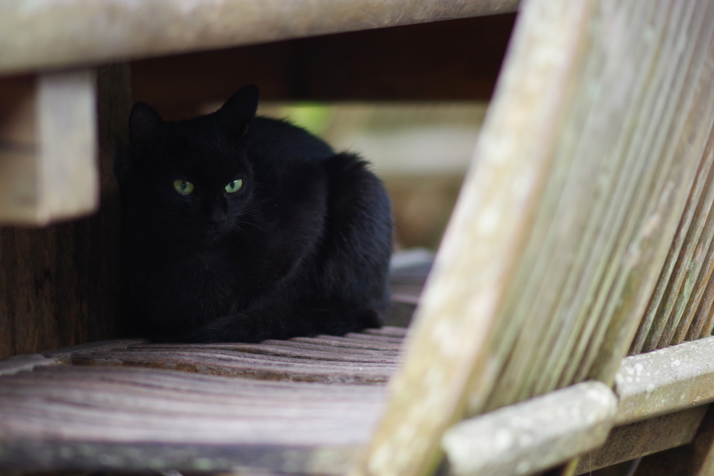 今日のノラ猫さん 4　動物園に住む野良猫